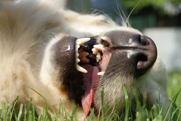 강아지의 입 — 스톡 사진