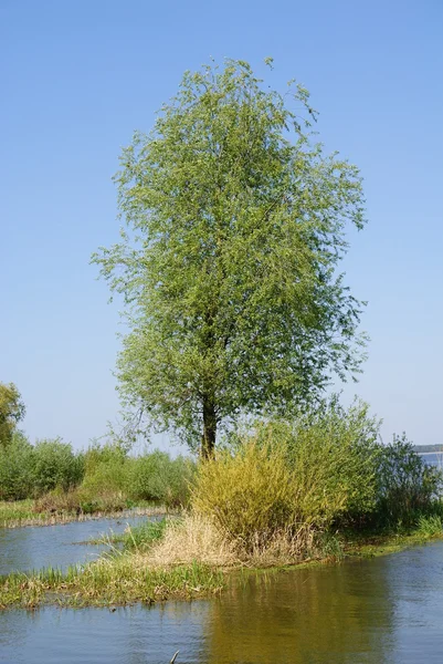 Дерево в воде — стоковое фото