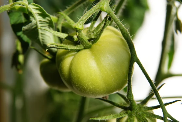 Closeup of green tomato — Stock Photo, Image