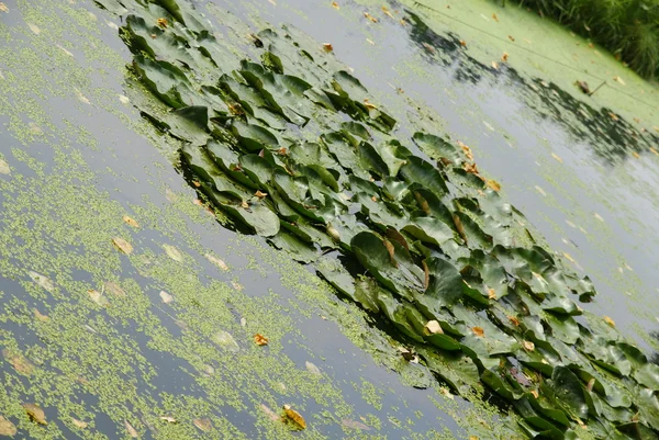 Зелена вода рослини — стокове фото
