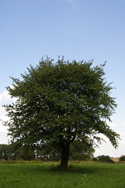 stock image Old sweet cherry tree