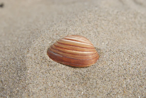 Pequena concha na areia — Fotografia de Stock