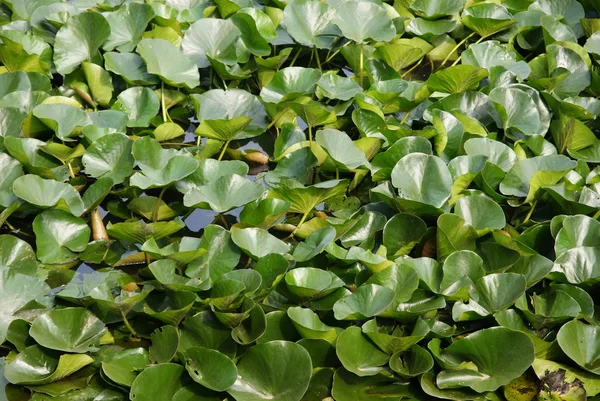 Water's plant — Stock Photo, Image