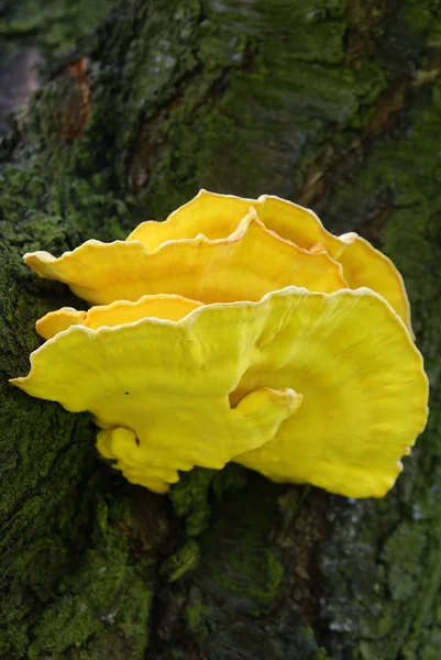 Yellow fungus parasite — Stock Photo, Image