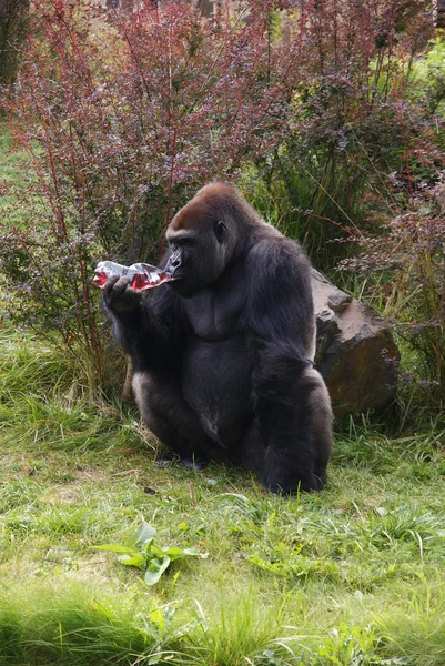 Gorila que bebe — Fotografia de Stock