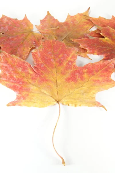 Suché listí na bílém pozadí — Stock fotografie