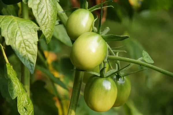 stock image Unripe tomatos