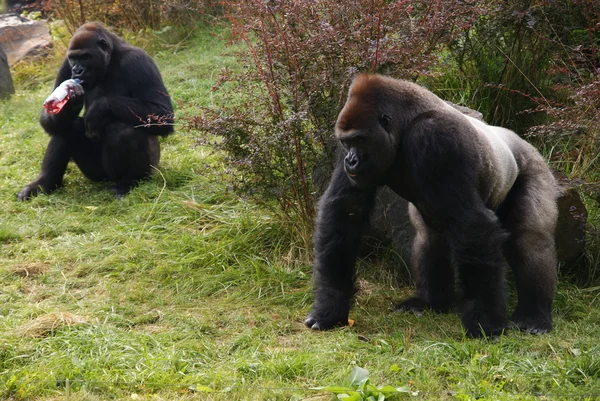Dos gorilas Imágenes de stock libres de derechos