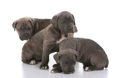 İtalyan mastiff, cane corso