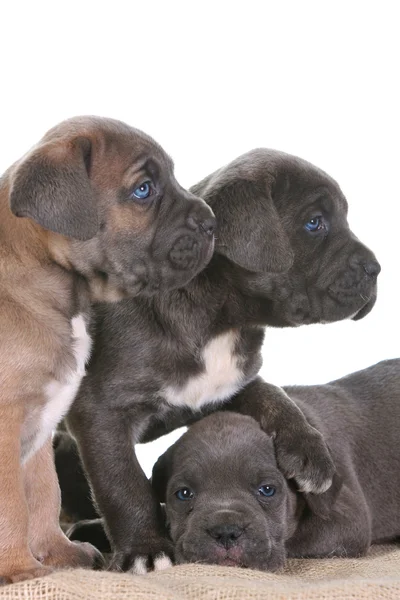 Filhote de cachorro italiano mastim corso de cana — Fotografia de Stock