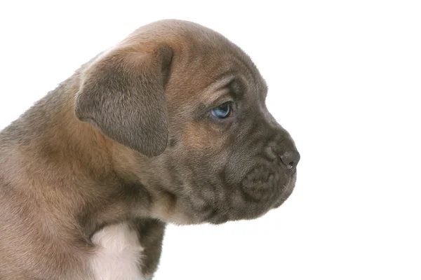 Puppy Italiaanse mastiff cane corso — Stockfoto