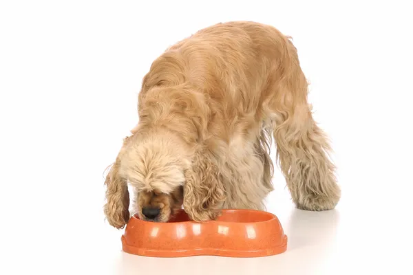 美国可卡犬吃的食物 — 图库照片