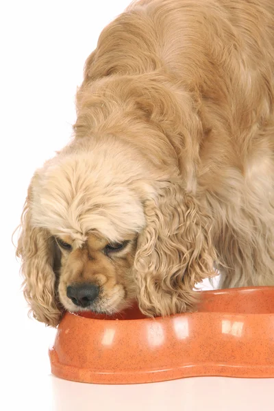 美国可卡犬吃的食物 — 图库照片