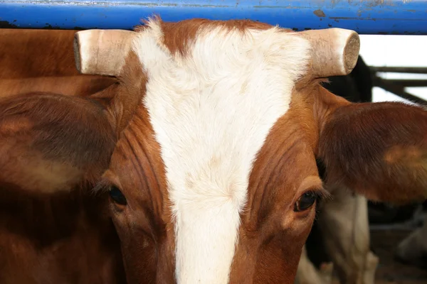 Koe, gehakte hoorn — Stockfoto