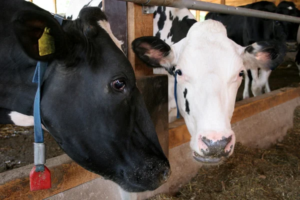 Dos vacas. —  Fotos de Stock
