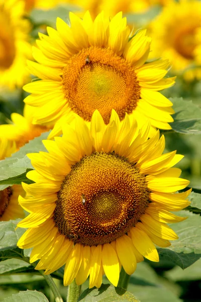 Stock image Sunflowers