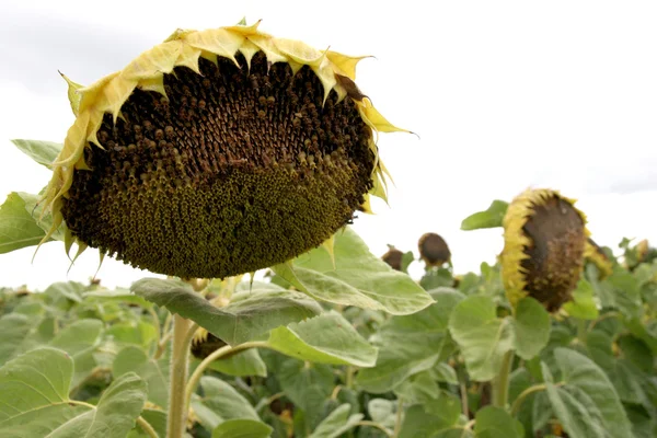 Stock image Sunflowers