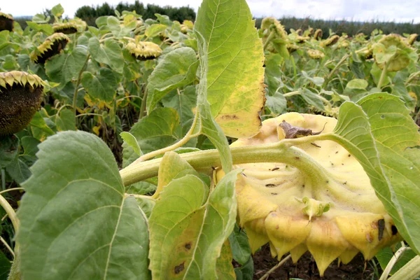 stock image Sunflowers