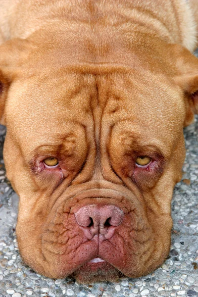 Bordeaux Dog — Stockfoto