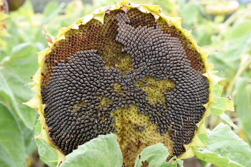 Dying sunflower — Stock Photo © vladacanon 2189626