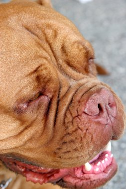 Dogue Bordeaux