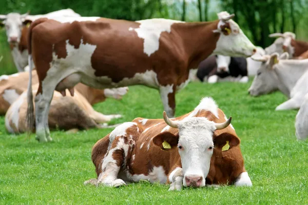 Krávy — Stock fotografie