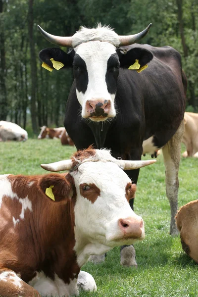 Vacas — Fotografia de Stock