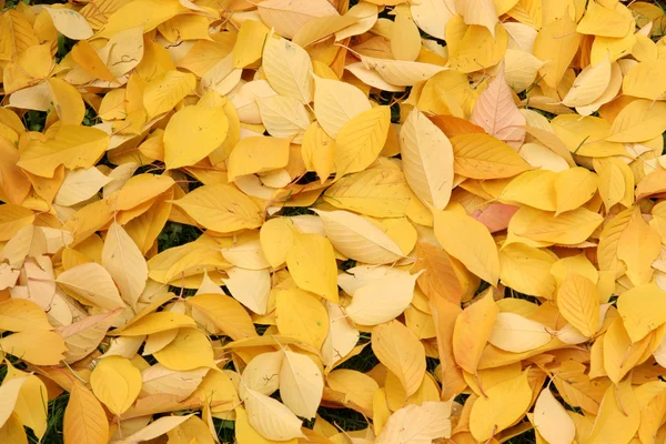 stock image Autumn leaves