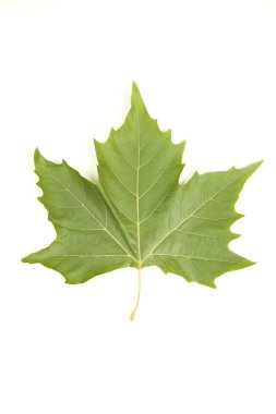 Leaf maple clipart