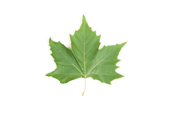 stock image Leaf maple