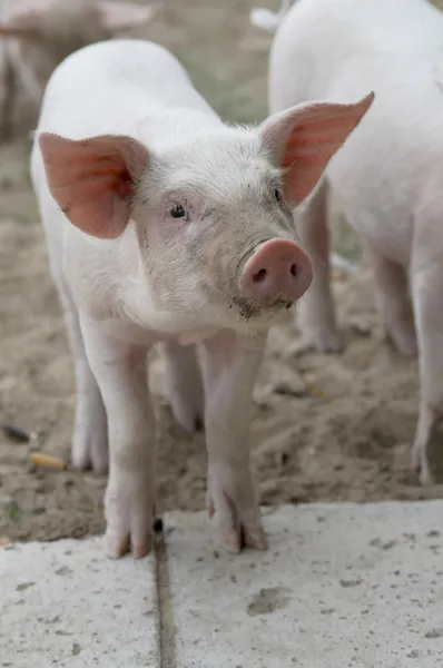 stock image Funny piglet