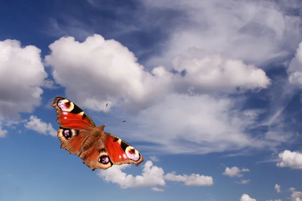 stock image Butterfly