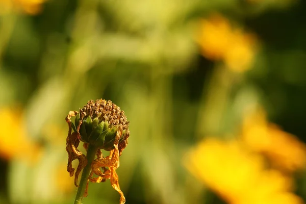 stock image Flower