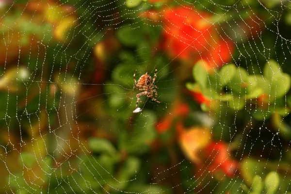 stock image Spider