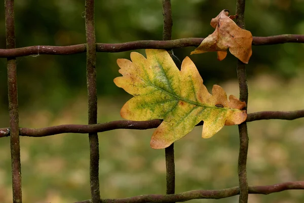 stock image Autumn