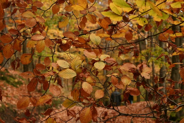 Outono — Fotografia de Stock