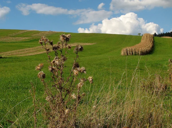 옥수수 밭 — 스톡 사진