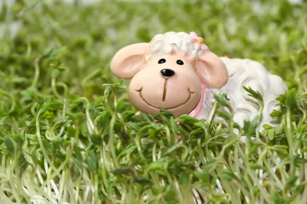 stock image Sheep