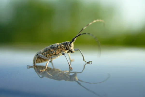Kaputa beetle — Stok fotoğraf