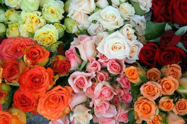 Stock image Roses