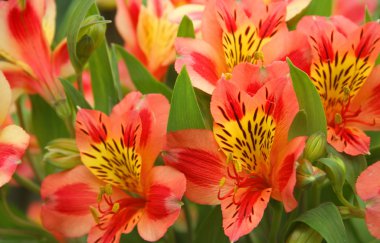 Alstroemeria clipart