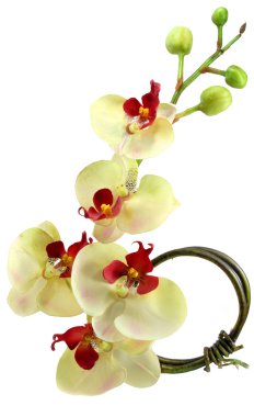 Orchid silk clipart