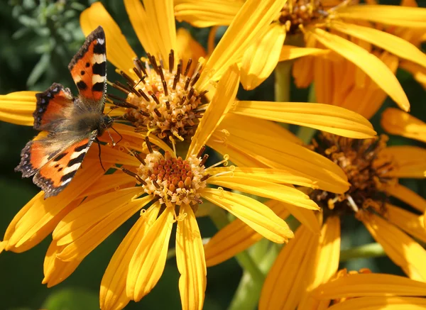 Vlinder aan rudbekia — Stockfoto