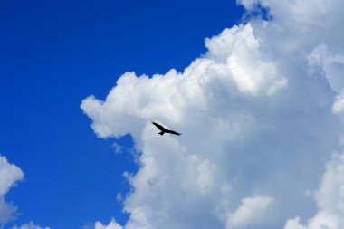 Vulture, soaring into the clouds clipart