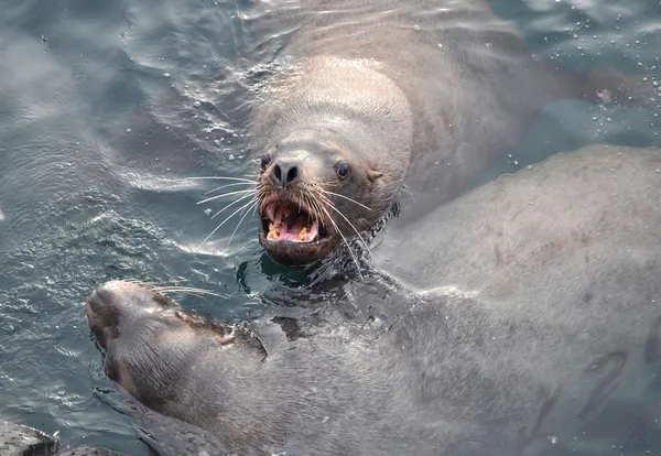 stock image Seals. Sea animals