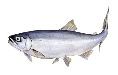 Fish a salmon clipart