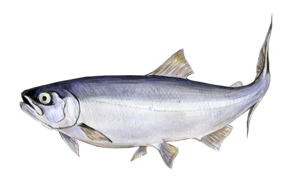 Fish a salmon — Stock Photo, Image