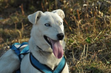 Husky köpek