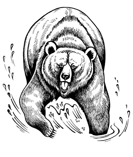 Grizzly medvěd hnědý — Stock fotografie