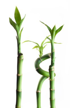 Three bamboos clipart